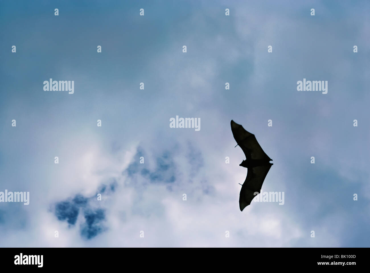 Fruit Bat in flight at twilight Stock Photo - Alamy