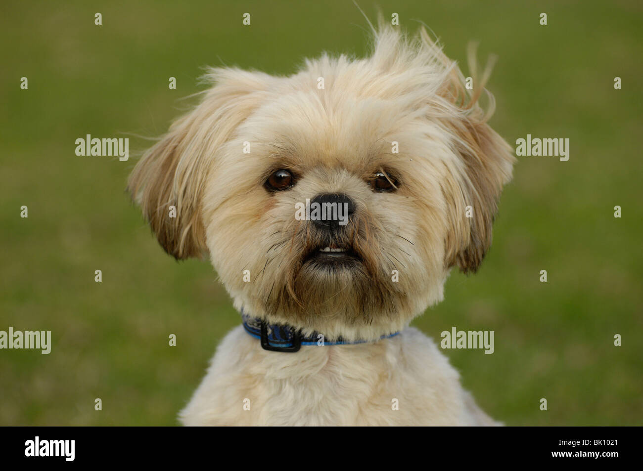 Lhasa Apsos Short Hair High Resolution Stock Photography and Images - Alamy