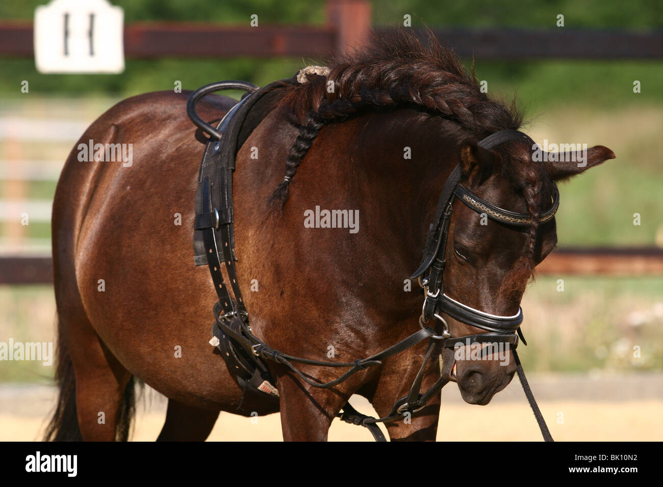 Draw rein hires stock photography and images Alamy