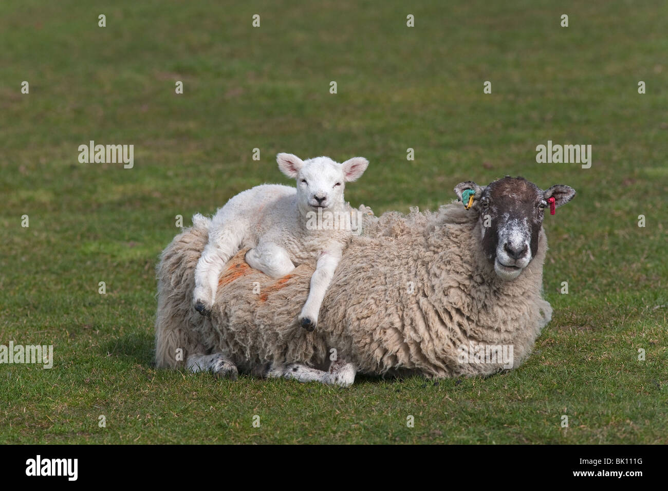 Lambs jumping on resting ewe in spring Stock Photo