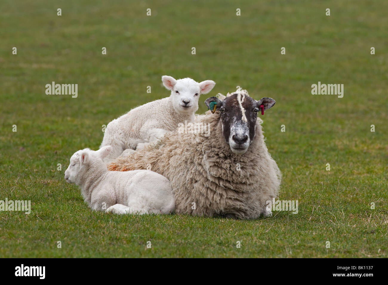 Lamb comfortably sitting on mothers woolly back March Norfolk Stock Photo