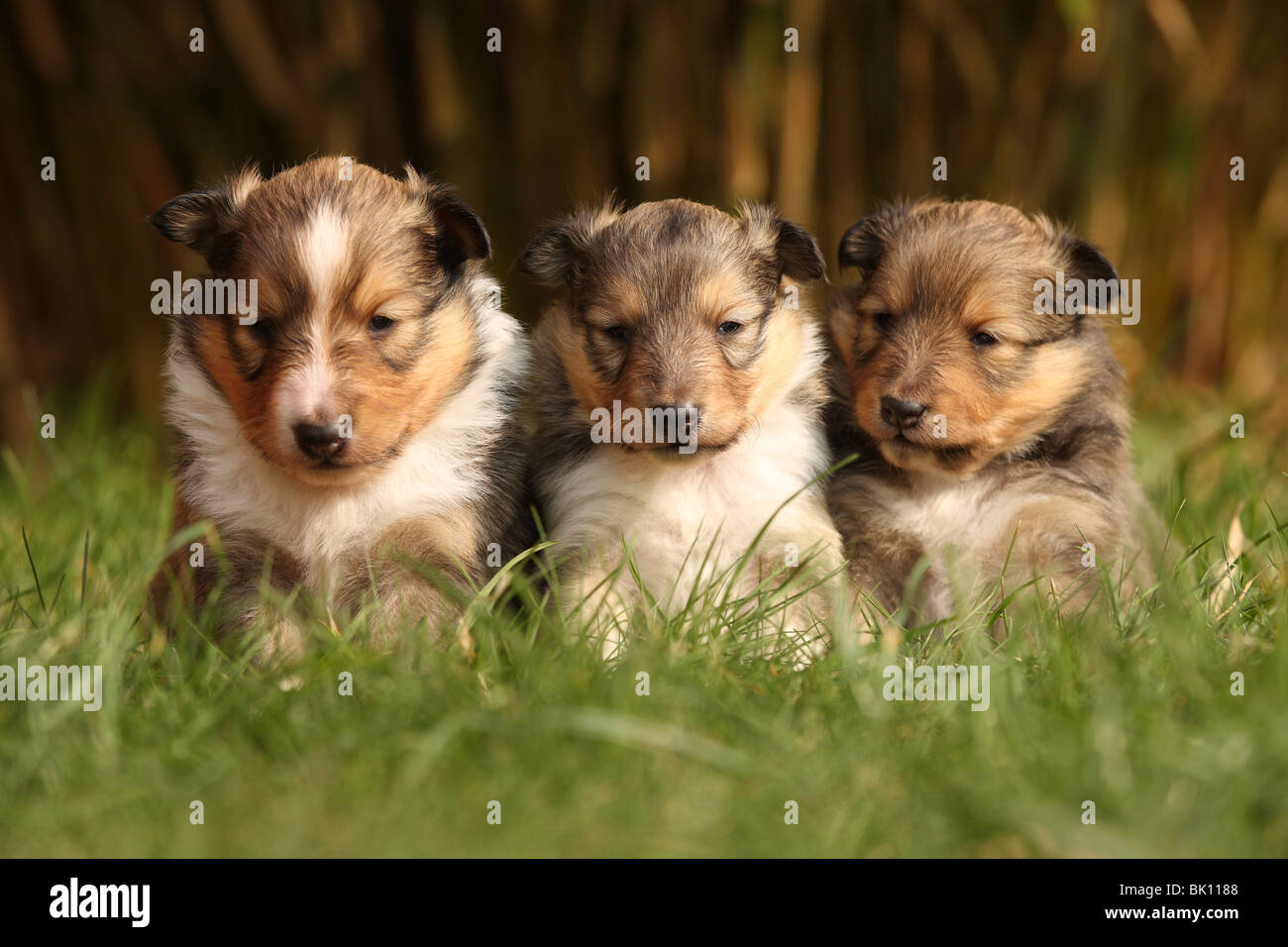Shetland Sheepdog puppies Stock Photo - Alamy