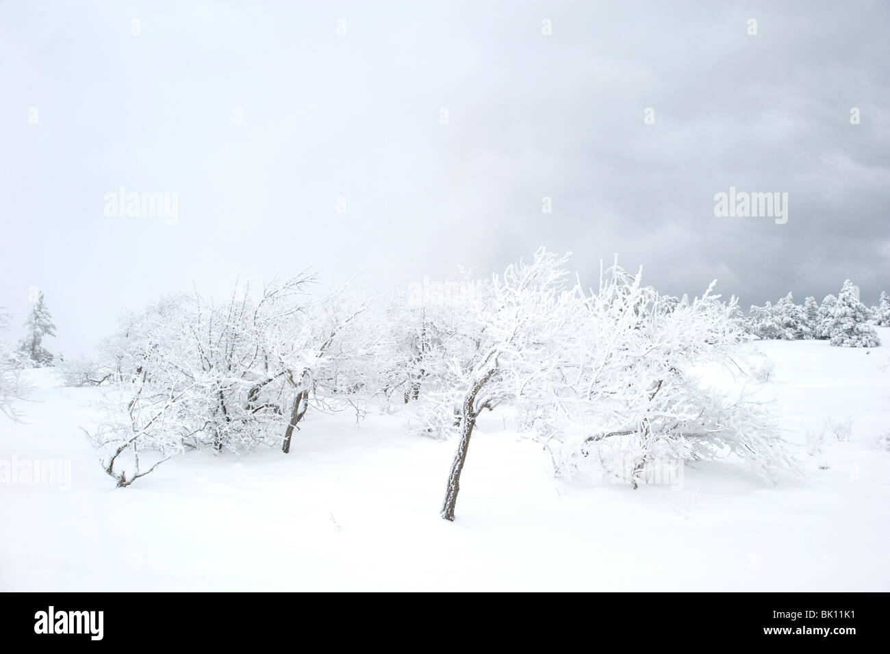 Snow covered tree on Ay Petri mountain. Ukraine Stock Photo