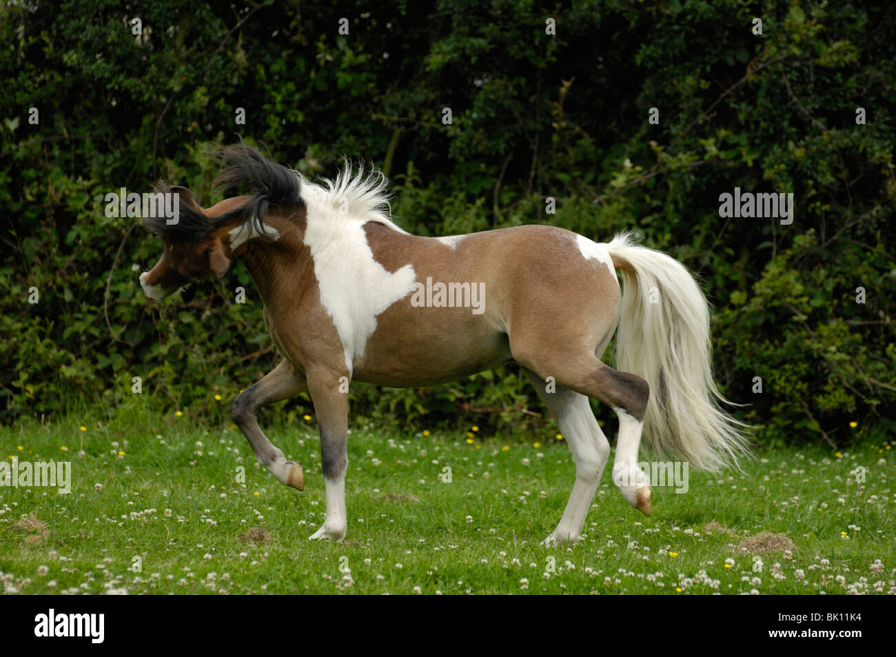 American Miniature Horse Stock Photo Alamy