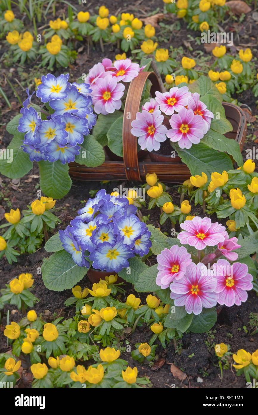 Blue and Pink Polyanthus ready for planting out with Winter Aconites in Garden Setting Stock Photo