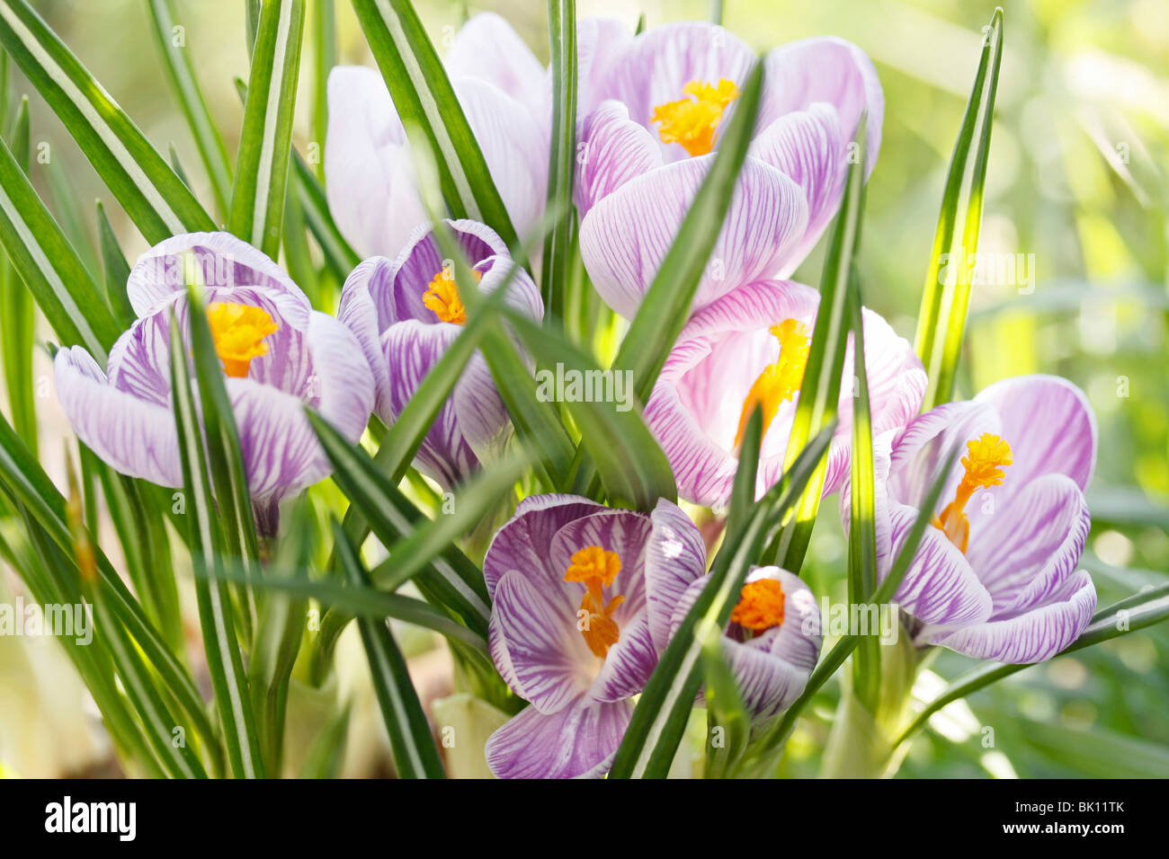 Saffron Crocus hybr Stock Photo Alamy
