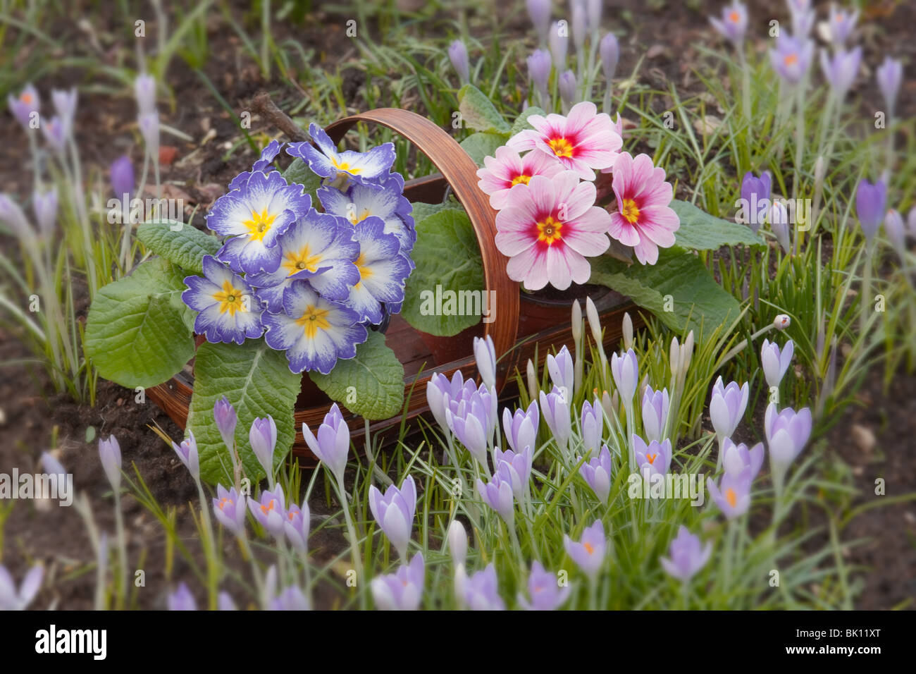 Blue and Pink Polyanthus with spring Crocus in Garden Setting Stock Photo