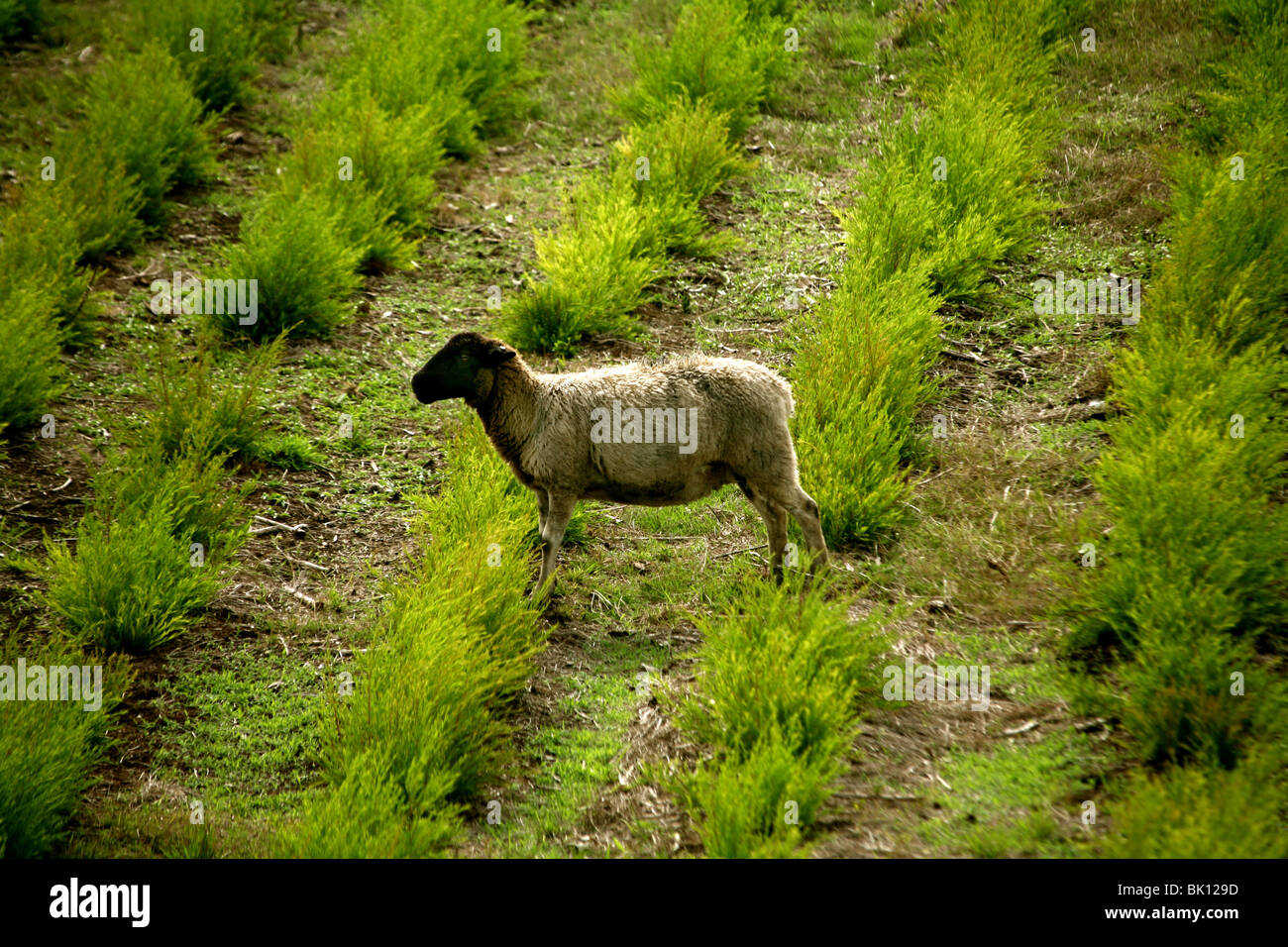Salt-bush Lamb Australia Stock Photo