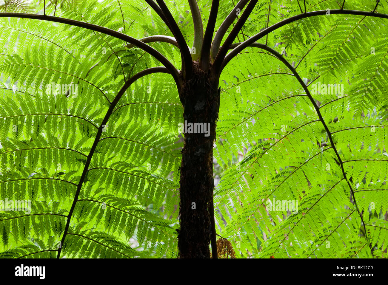 A tree fern in the Daintree rain forest in the North of Queensland