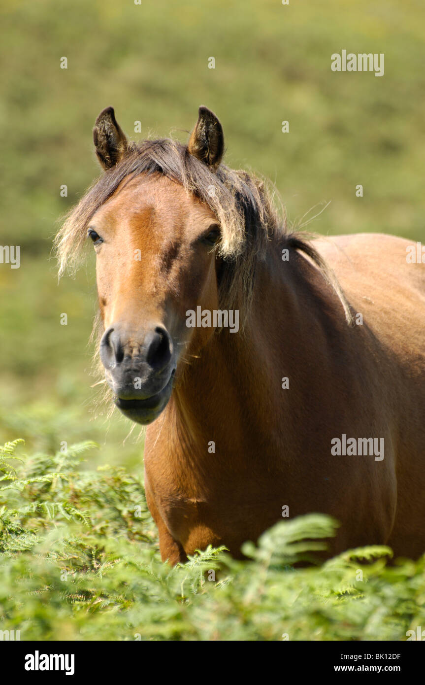Dartmoor Hill Pony Stock Photo Alamy