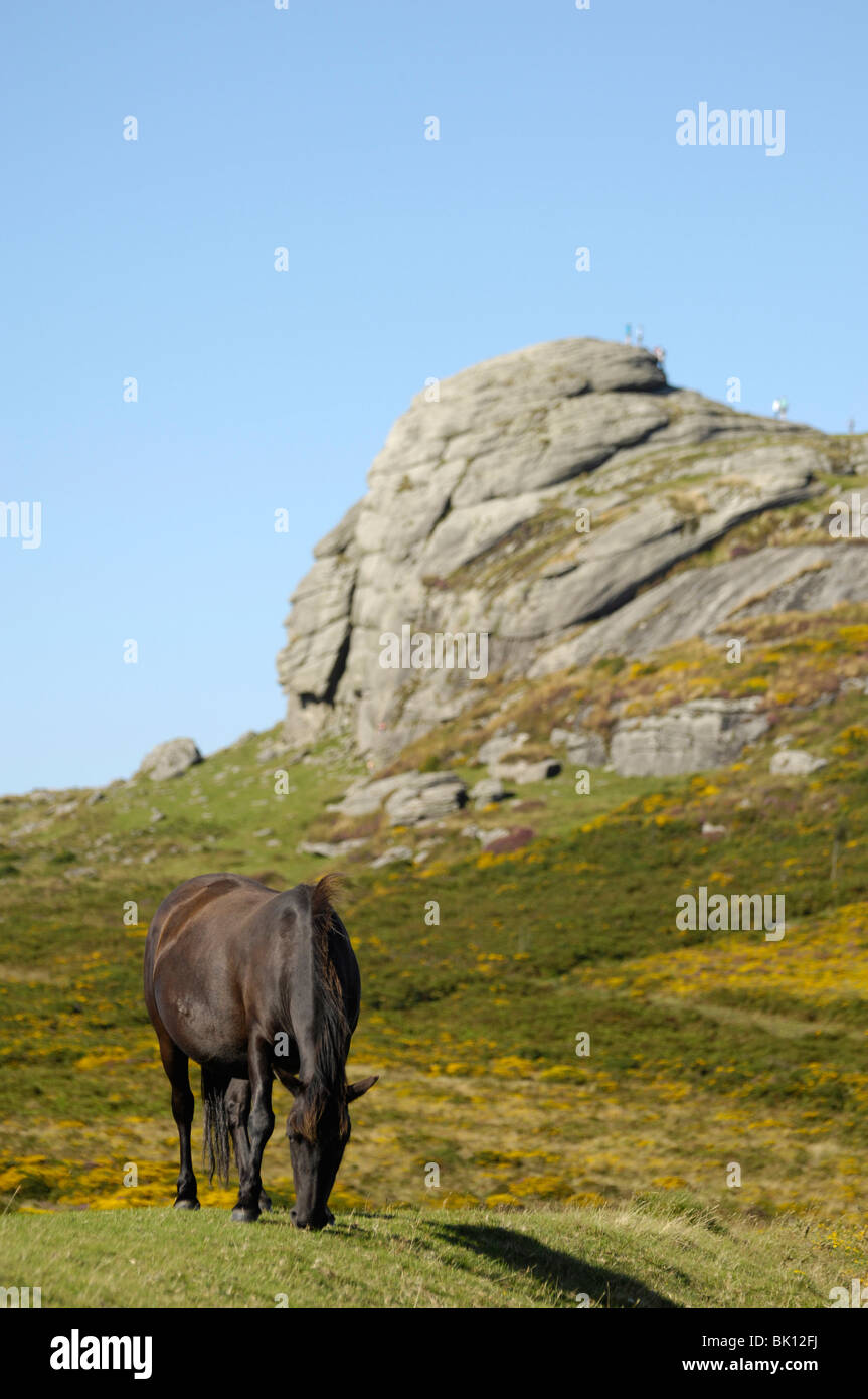 Dartmoor Hill Pony Stock Photo Alamy