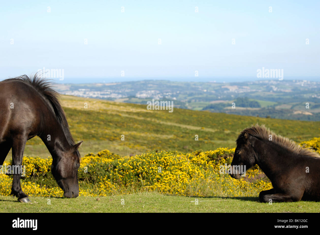 Dartmoor Hill Ponies Stock Photo Alamy
