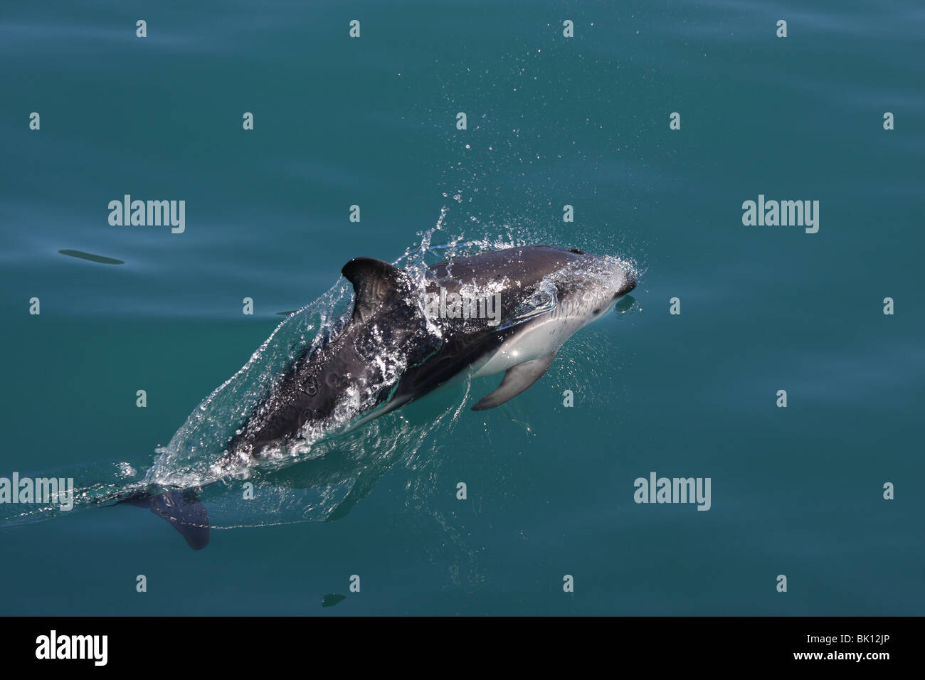 dusky dolphin Stock Photo