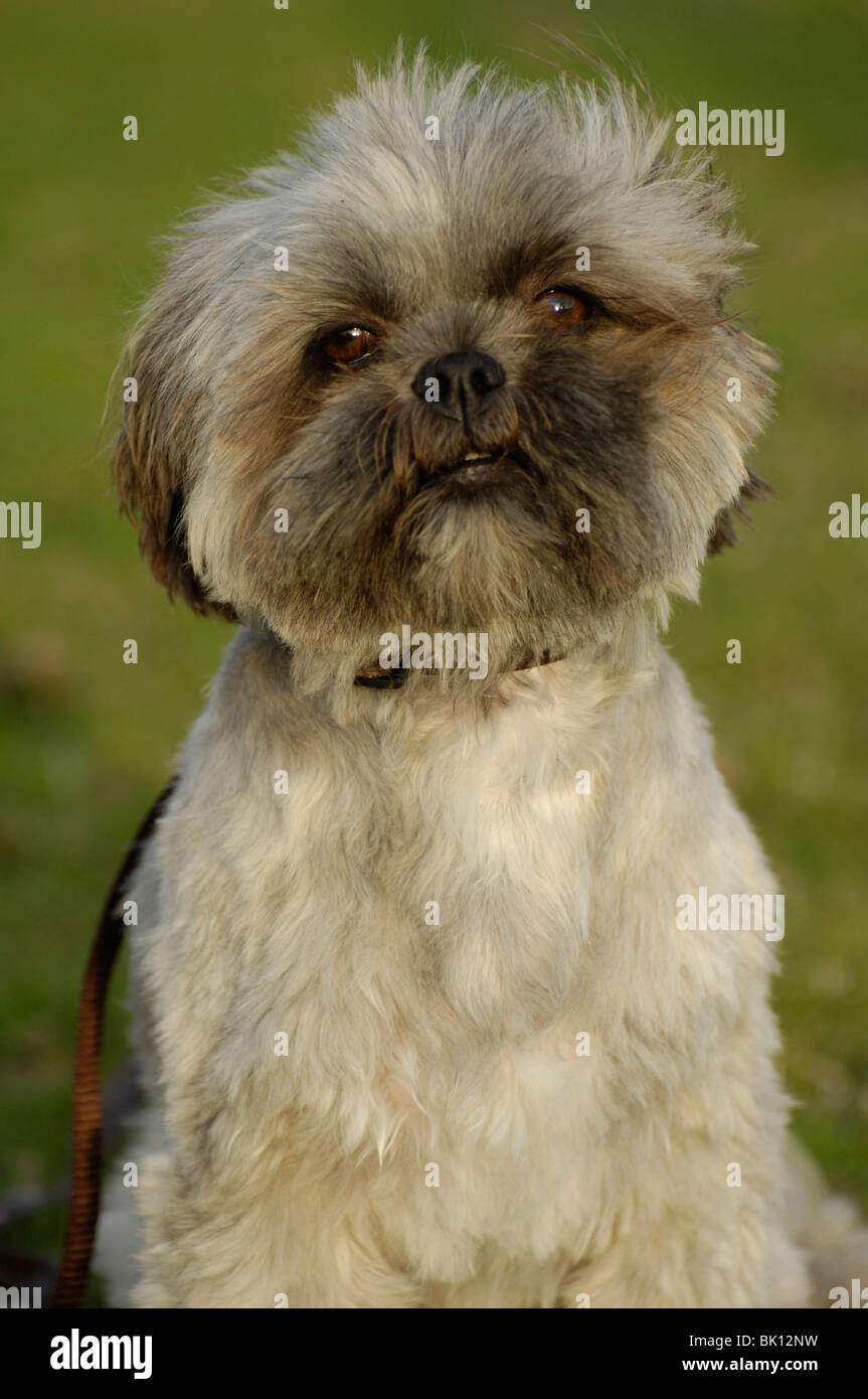 Lhasa Apsos Short Hair Stock Photos Lhasa Apsos Short Hair Stock