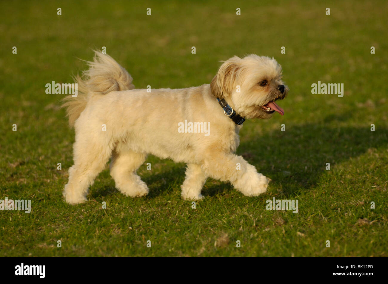 Lhasa apso short hair hi-res stock photography and images - Alamy
