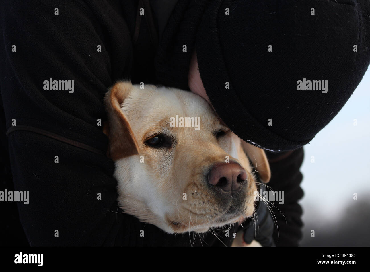 human and Labrador Retriever Stock Photo Alamy
