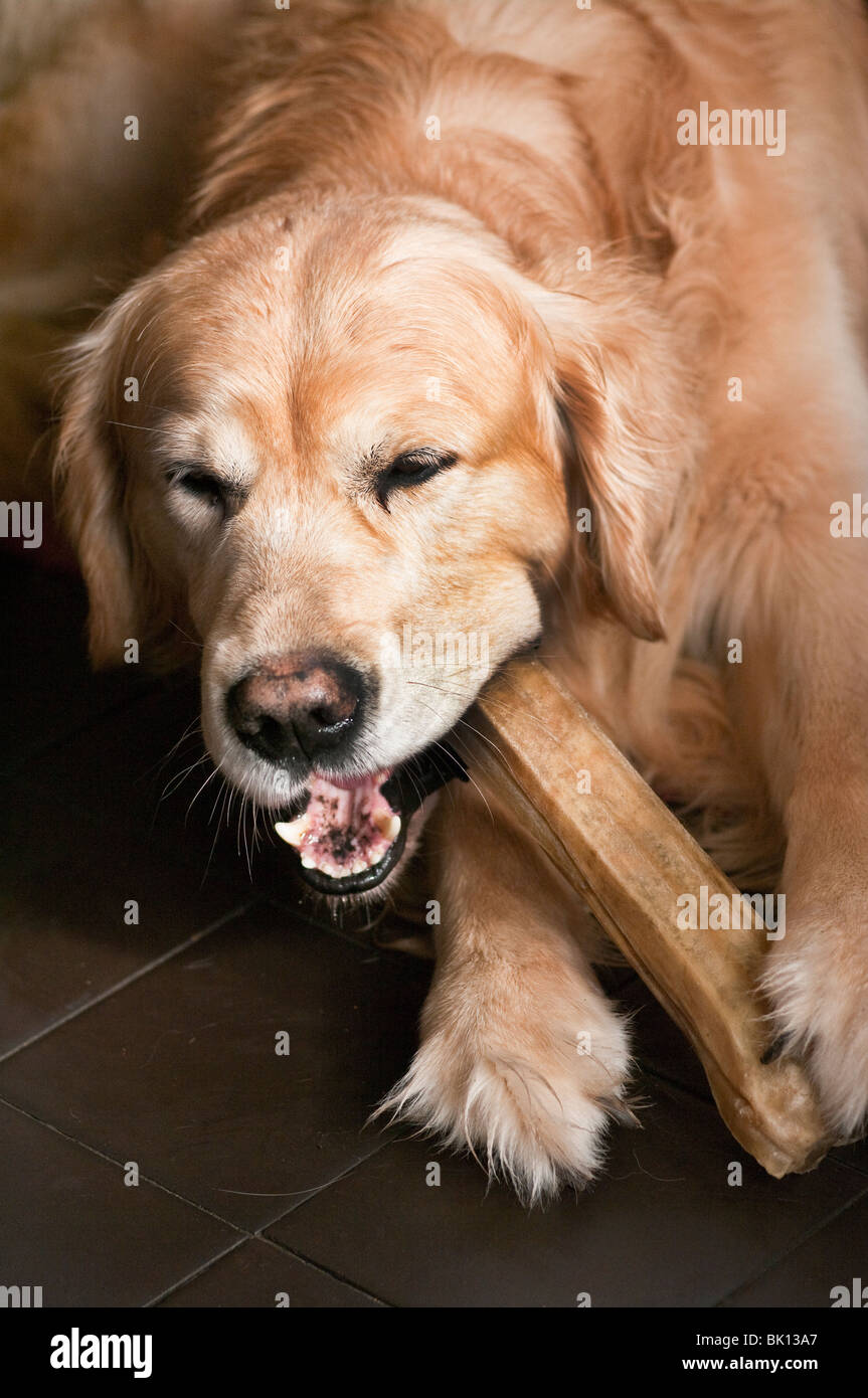 Are Synthetic Dog Bones Safe