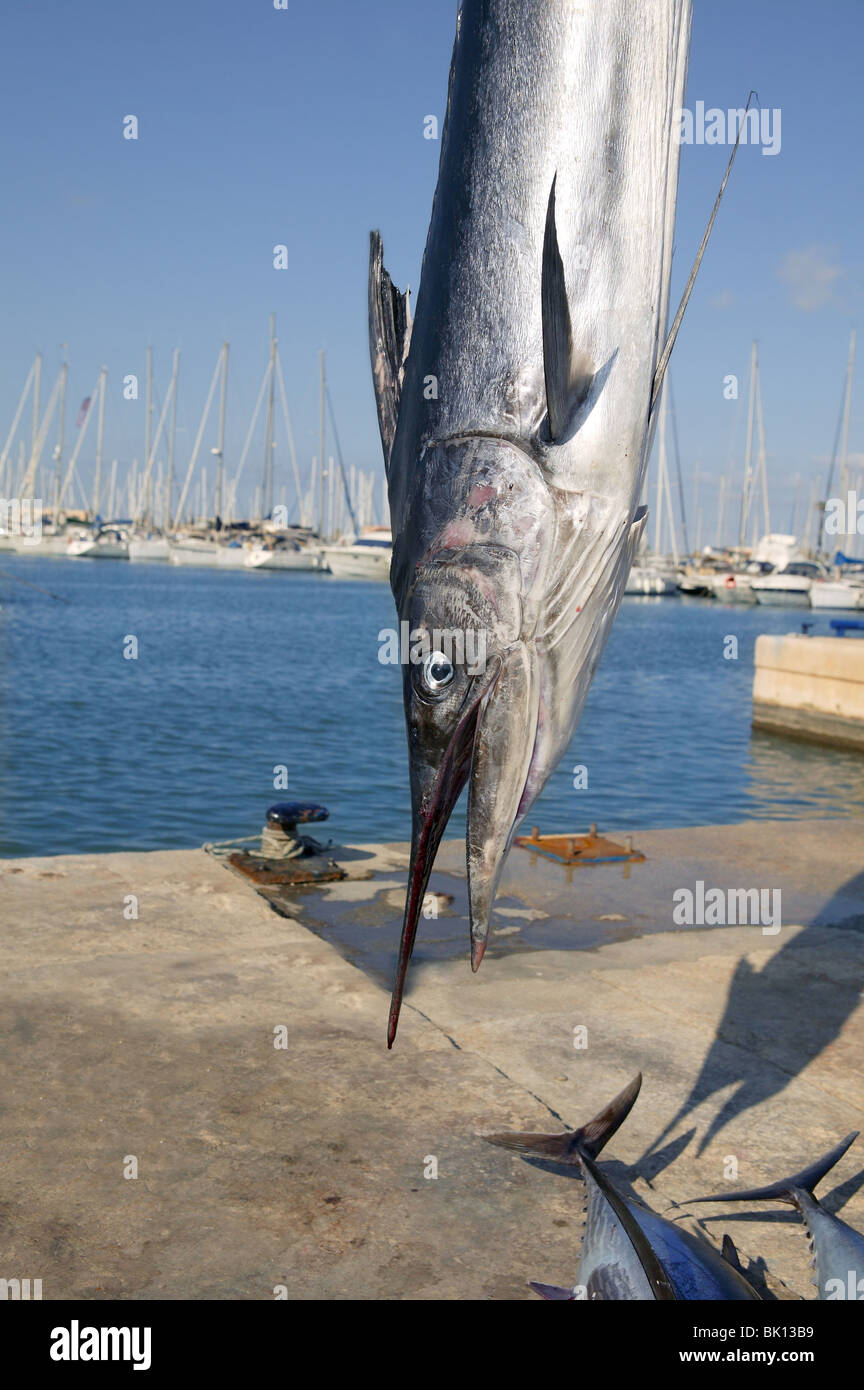 mediterranean spearfish billfish head tetrapturus belone marlin Stock Photo