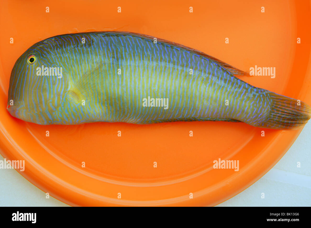 Pearly Razorfish, Xyrichthys novacula fish Stock Photo