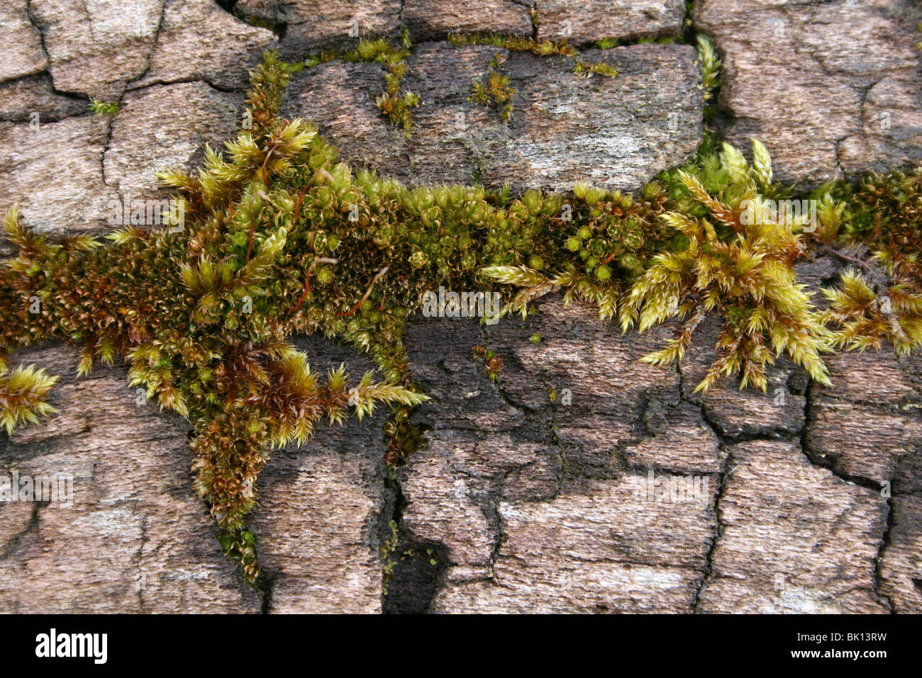 Moss Growing From A Crack In A Tree Trunk Stock Photo