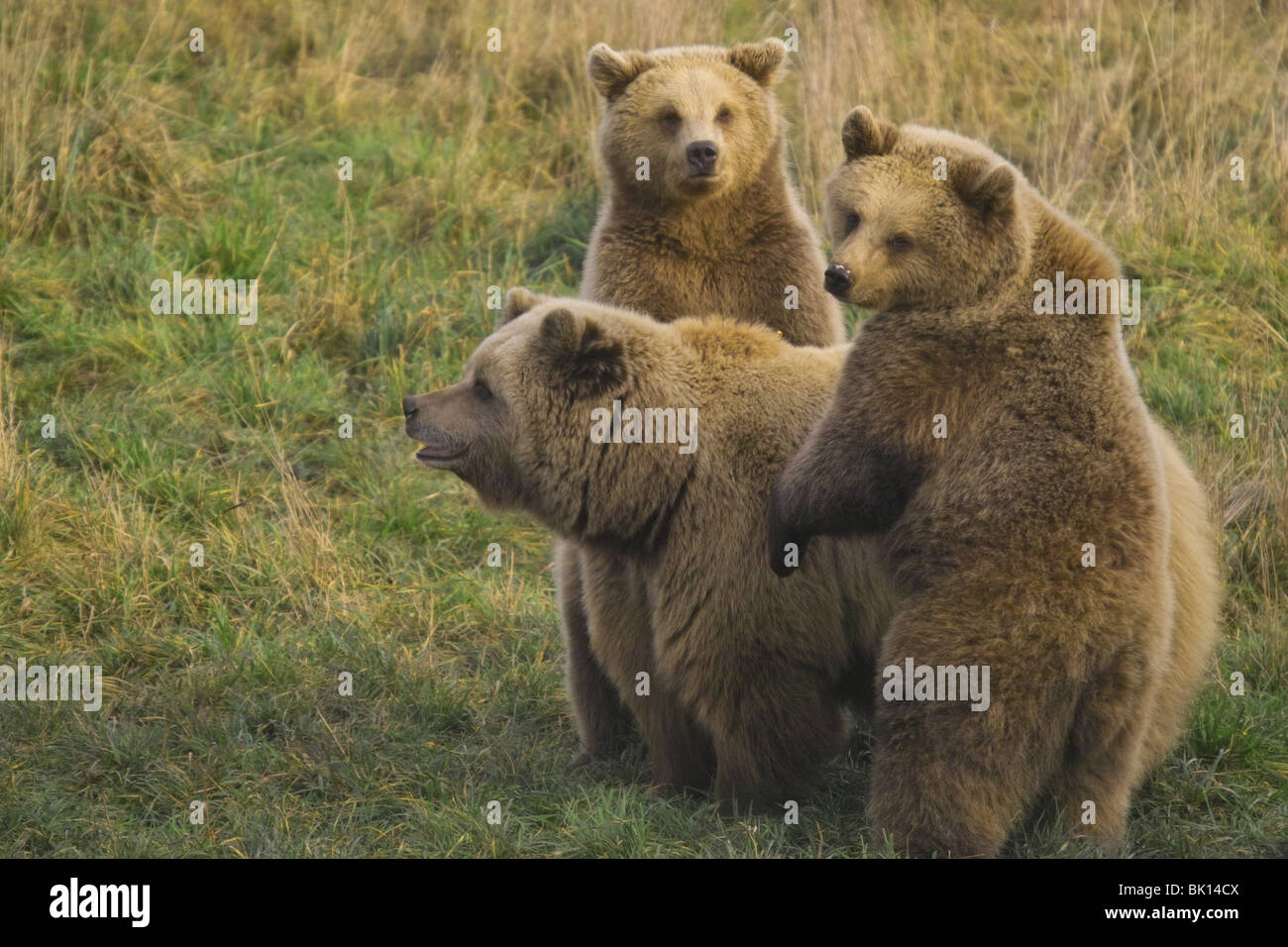 european brown bears Stock Photo