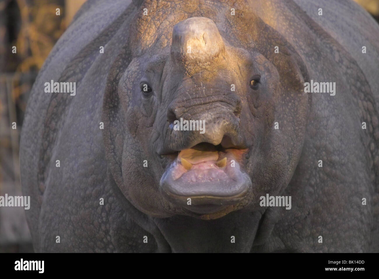 great one-horned rhino Stock Photo