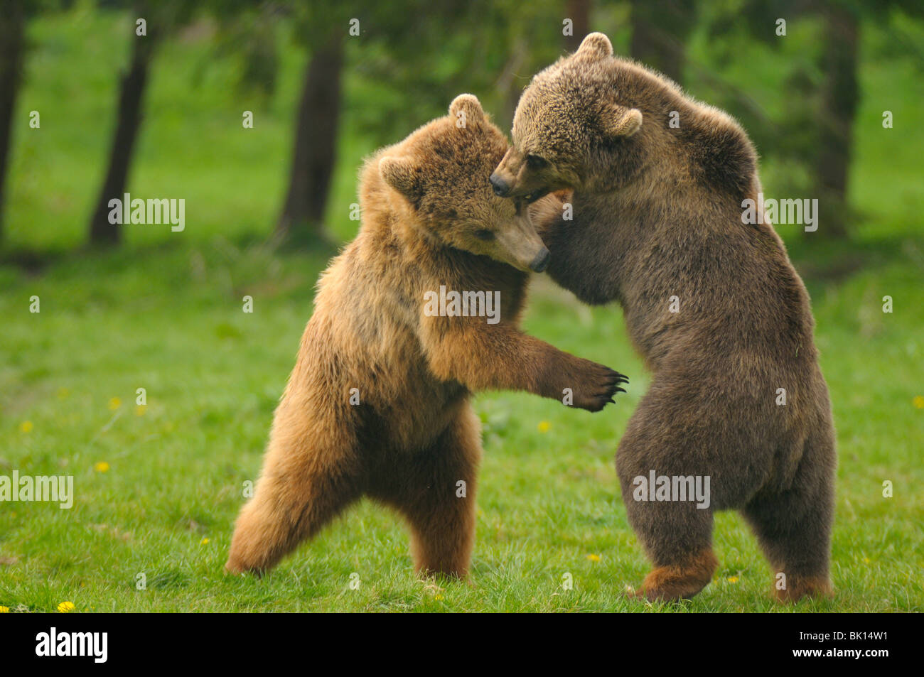 playing european brown bears Stock Photo