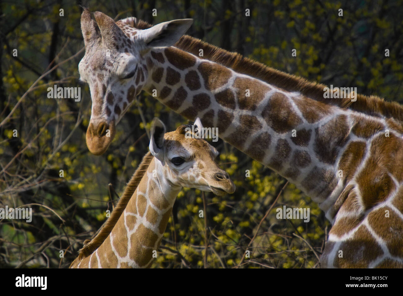 Captive giraffes hires stock photography and images Alamy
