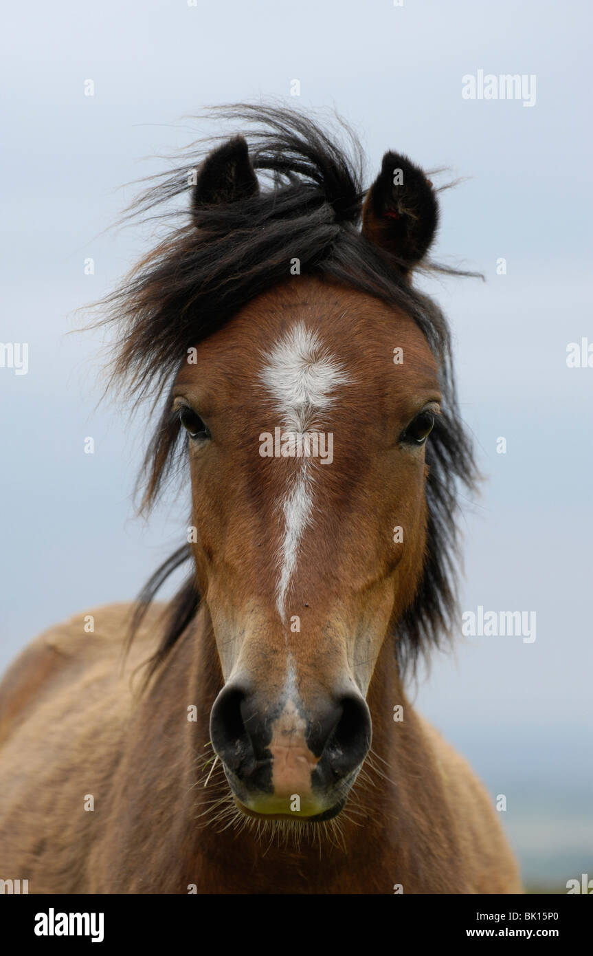 Pedigree dartmoor pony hires stock photography and images Alamy