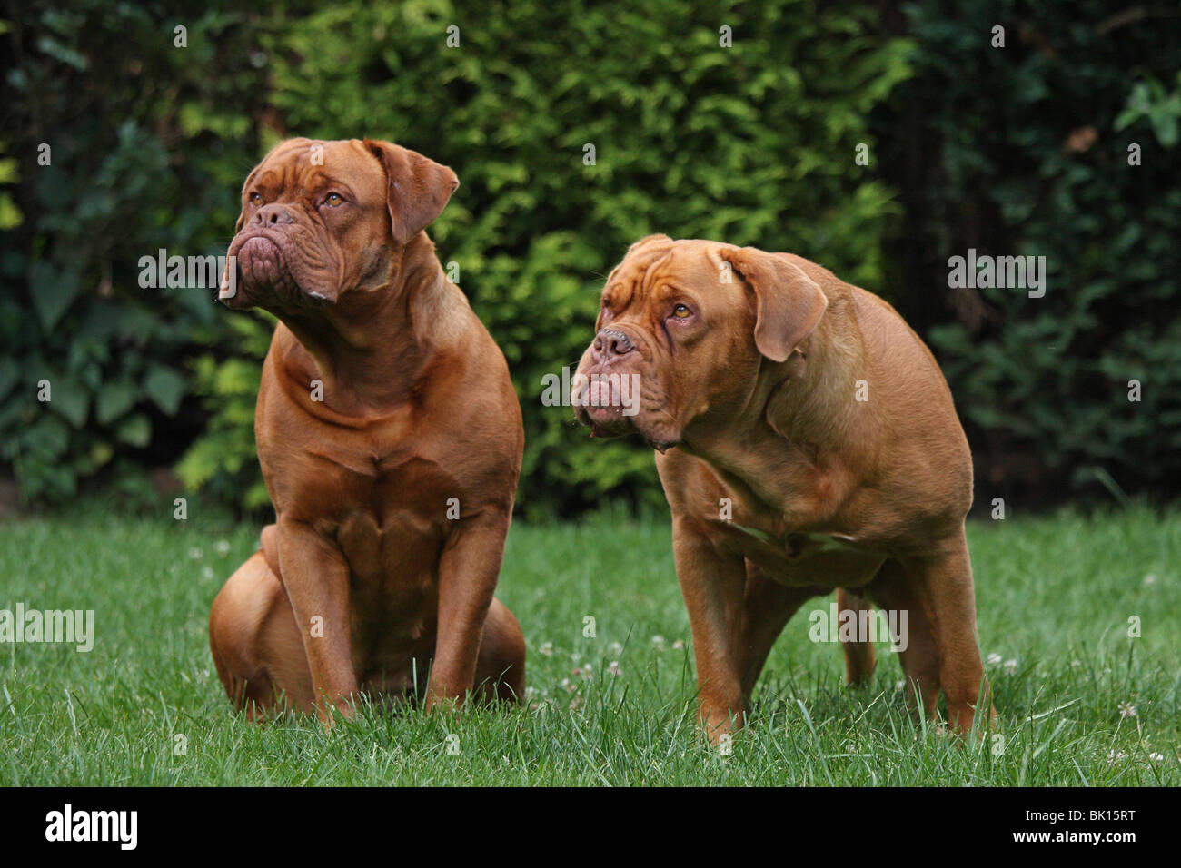 French mastiffs hi-res stock photography and images - Alamy