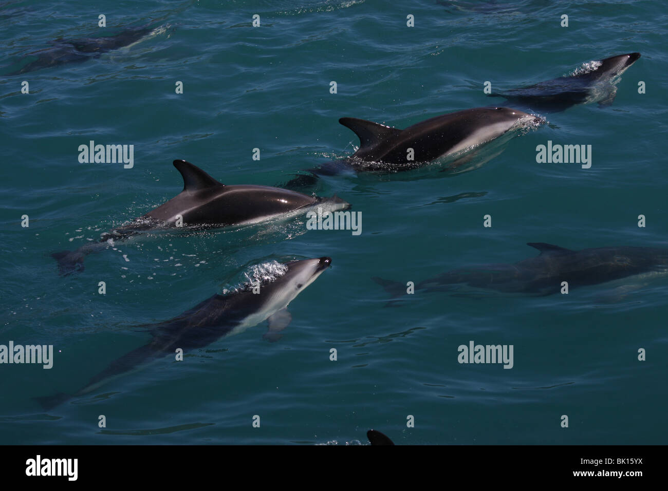 dusky dolphin Stock Photo