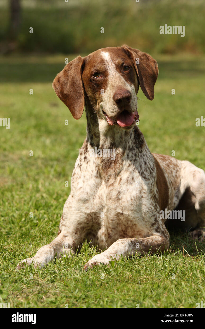 Shorthaired Pointer Cross Stock Photos Shorthaired Pointer Cross