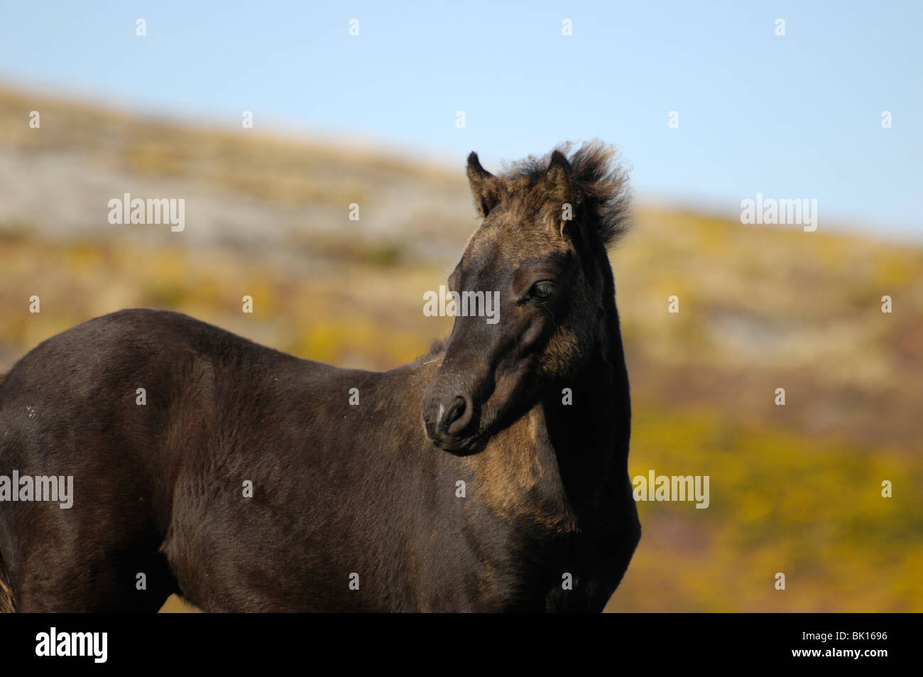 Dartmoor Hill Pony Stock Photo Alamy