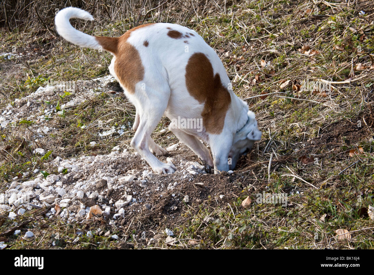 White and tan mongrel farmdog investigating a rabbit hole, Hampshire, England.  Stock Photo
