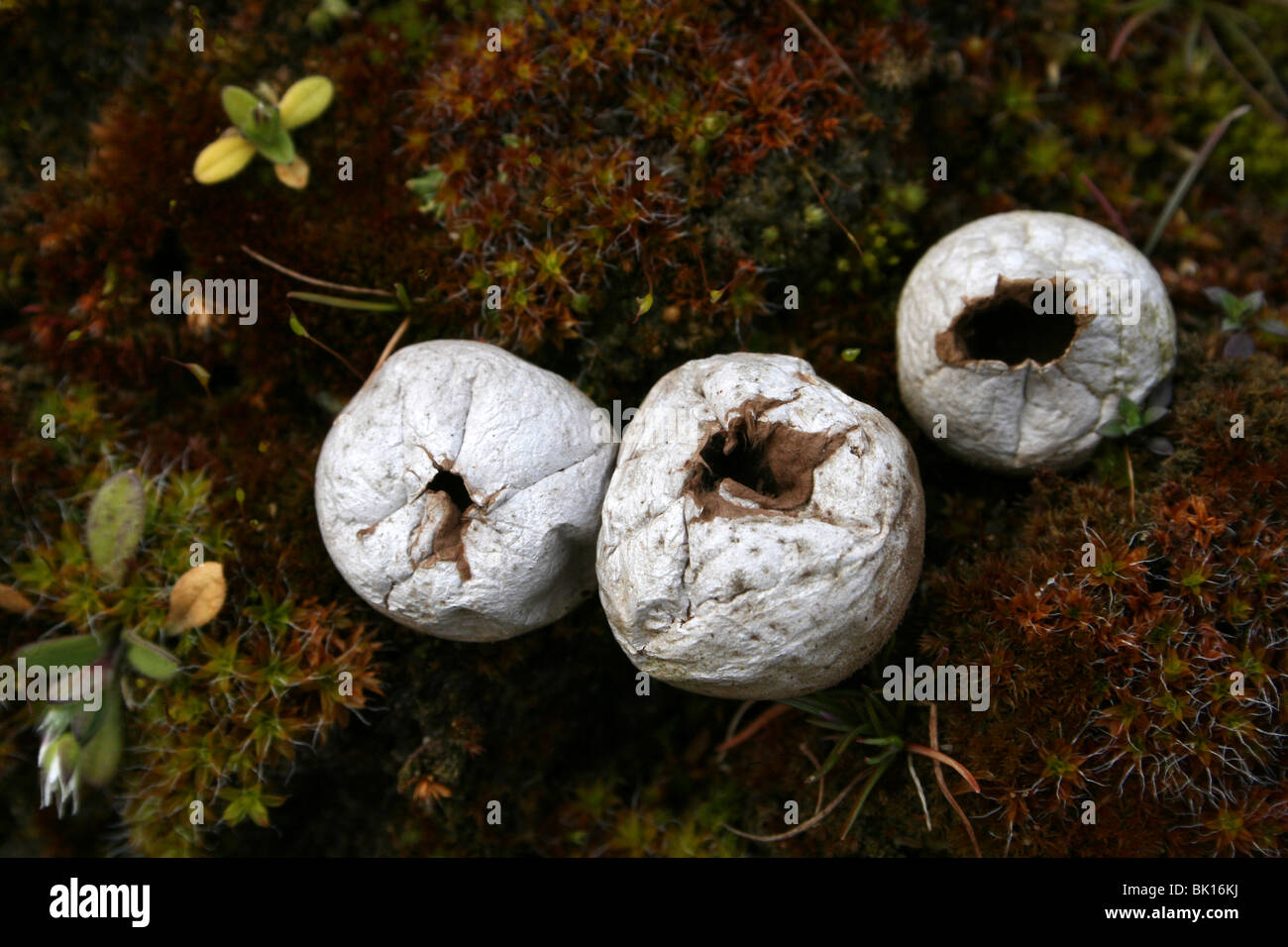 Puffballs hi-res stock photography and images - Alamy