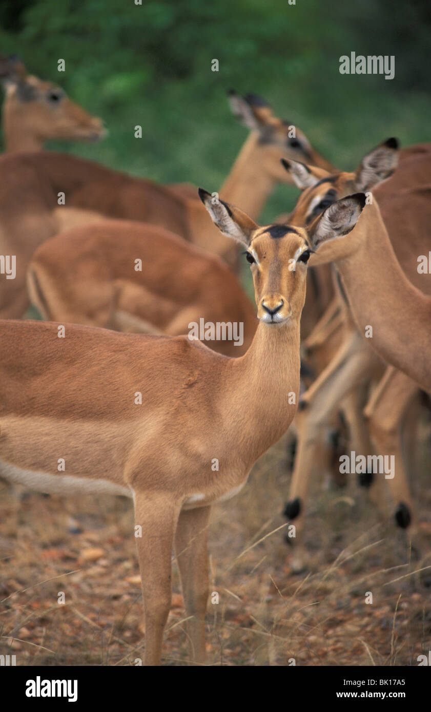 South Africa, antelope in Kruger NP Stock Photo