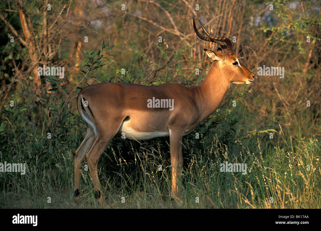 South Africa, antelope in Kruger NP Stock Photo