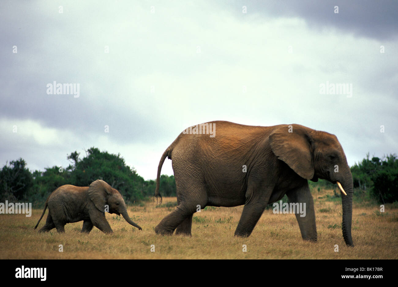 South Africa, Addo elephant park Stock Photo