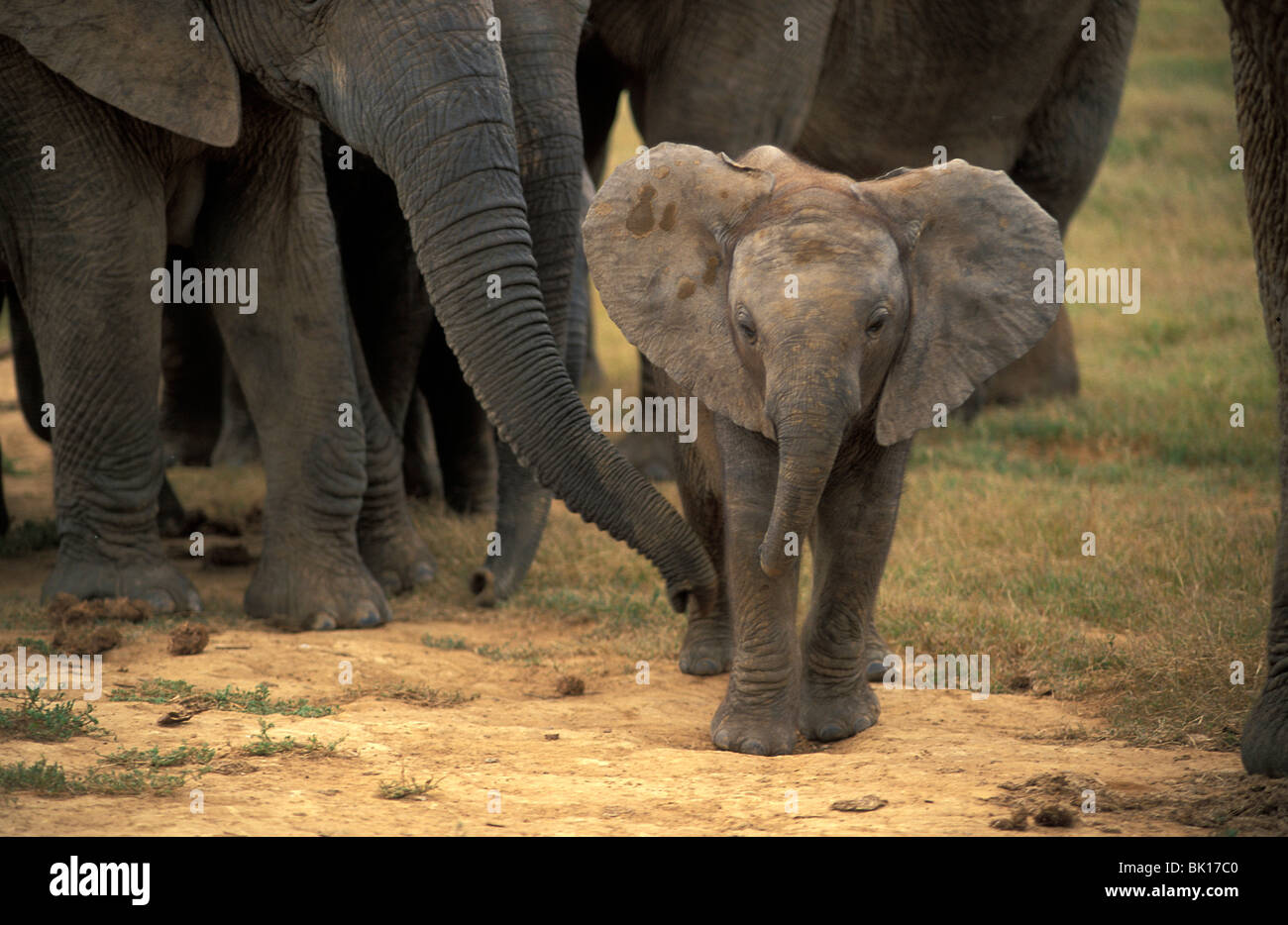 South Africa, Addo elephant park Stock Photo