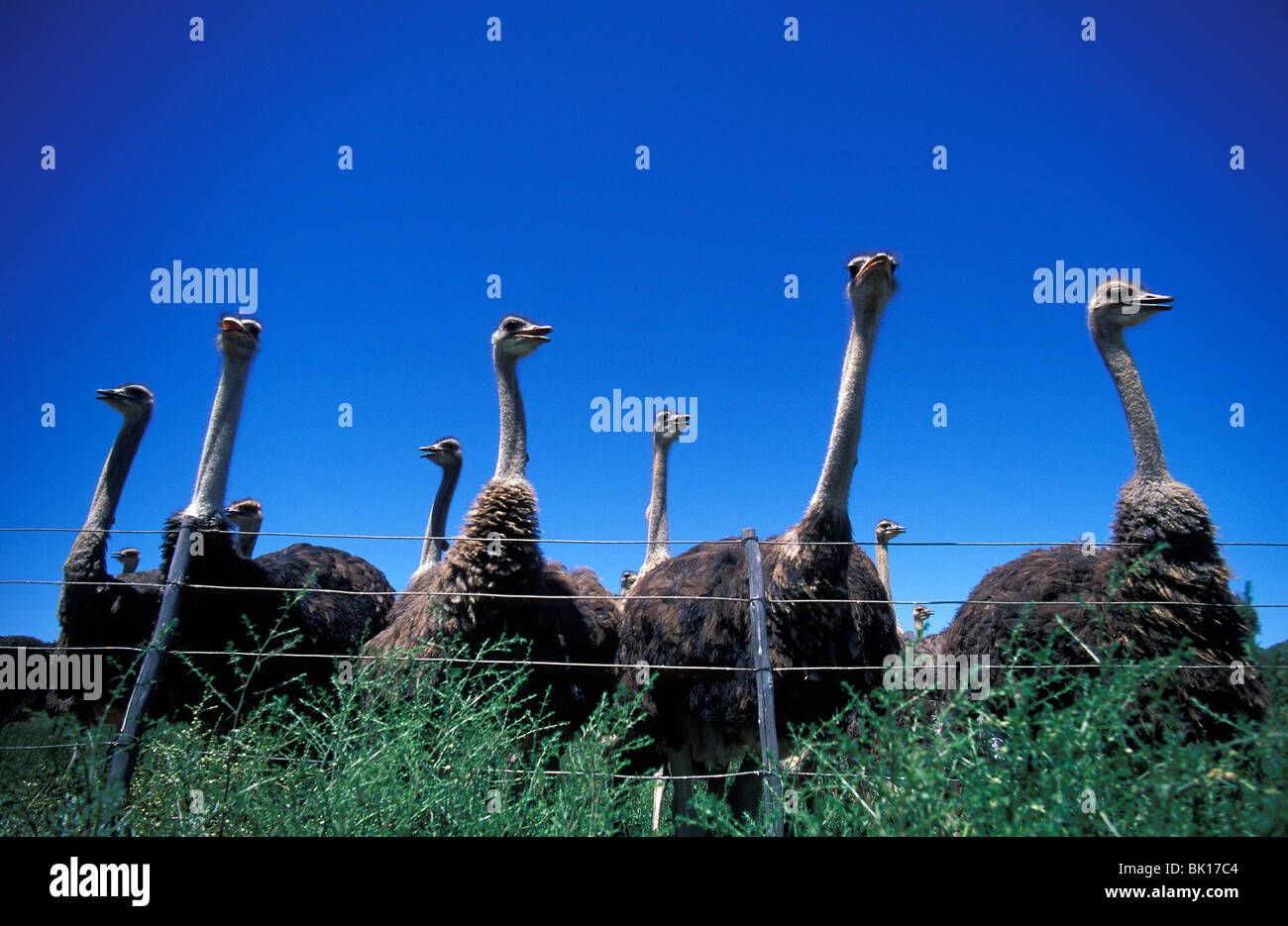 South Africa, ostrich farm Stock Photo