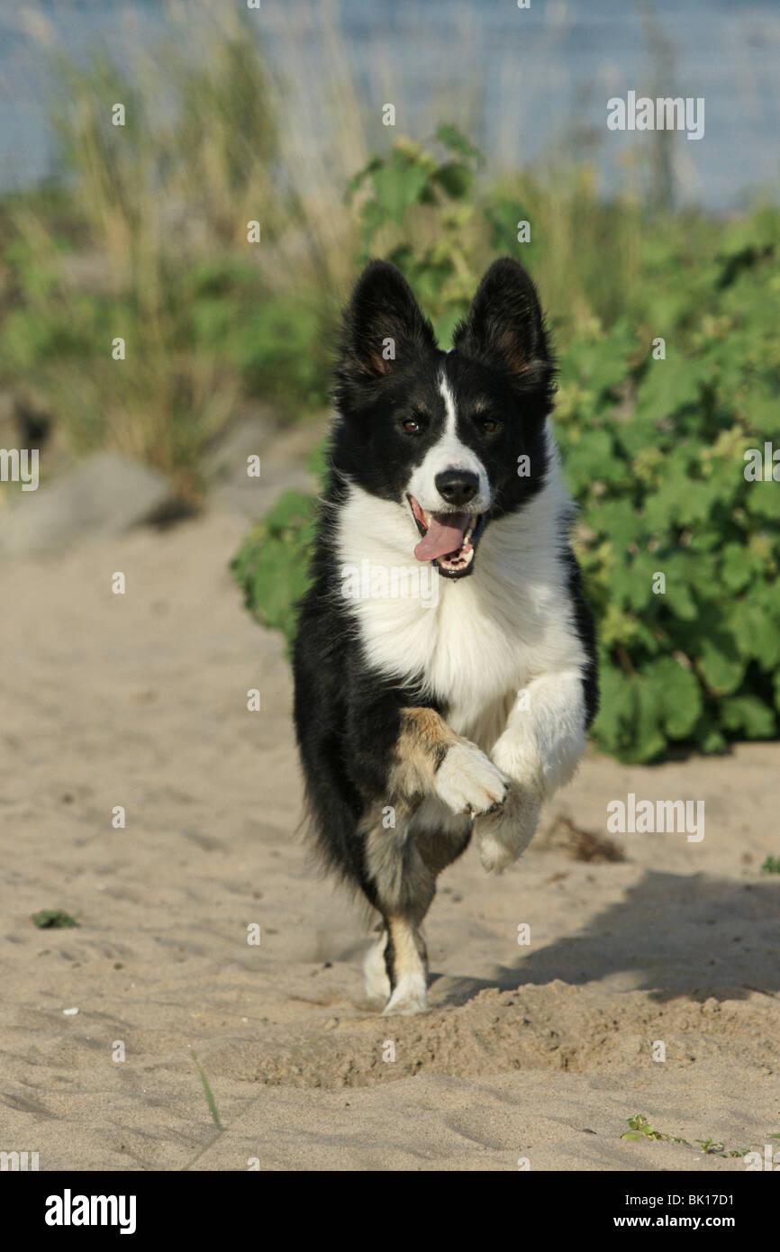 running Border Collie Stock Photo - Alamy