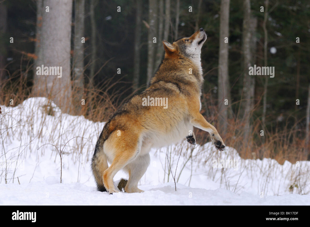 jumping greywolf Stock Photo