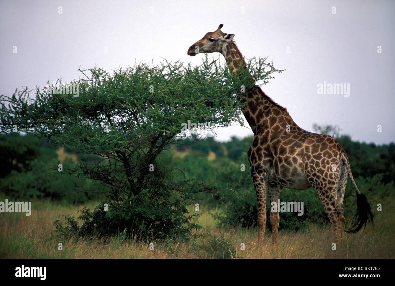 South Africa, giraffe in Kruger NP Stock Photo