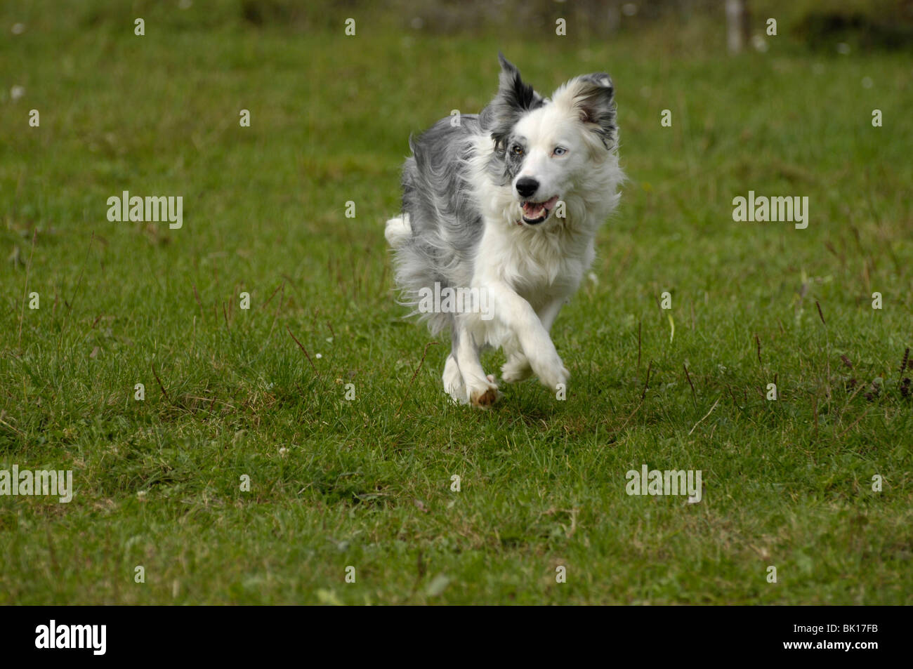 running Border Collie Stock Photo - Alamy
