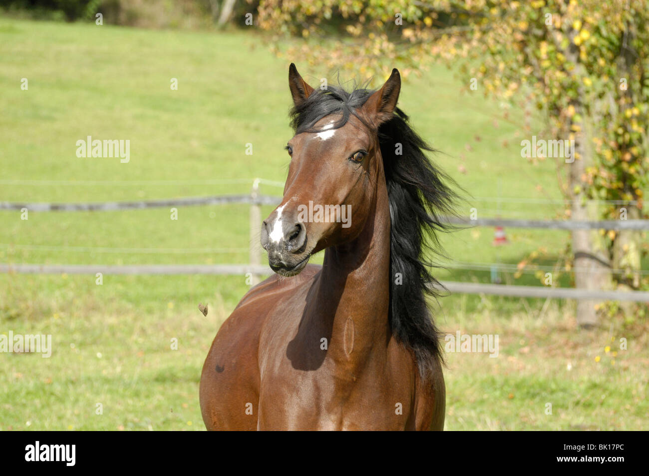 Paso Iberoamericano Portrait Stock Photo Alamy