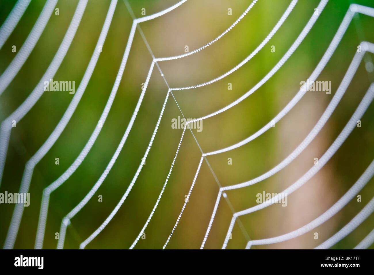 extreme closeup of spiderweb with dew waterdrops - shallow depth of field Stock Photo