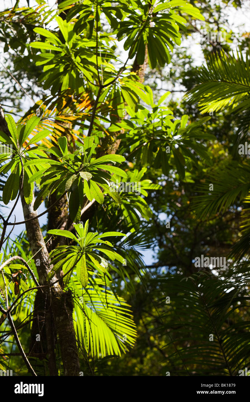 Tropical vegetation in the Daintree rain forest, Queensland, Australia. Stock Photo