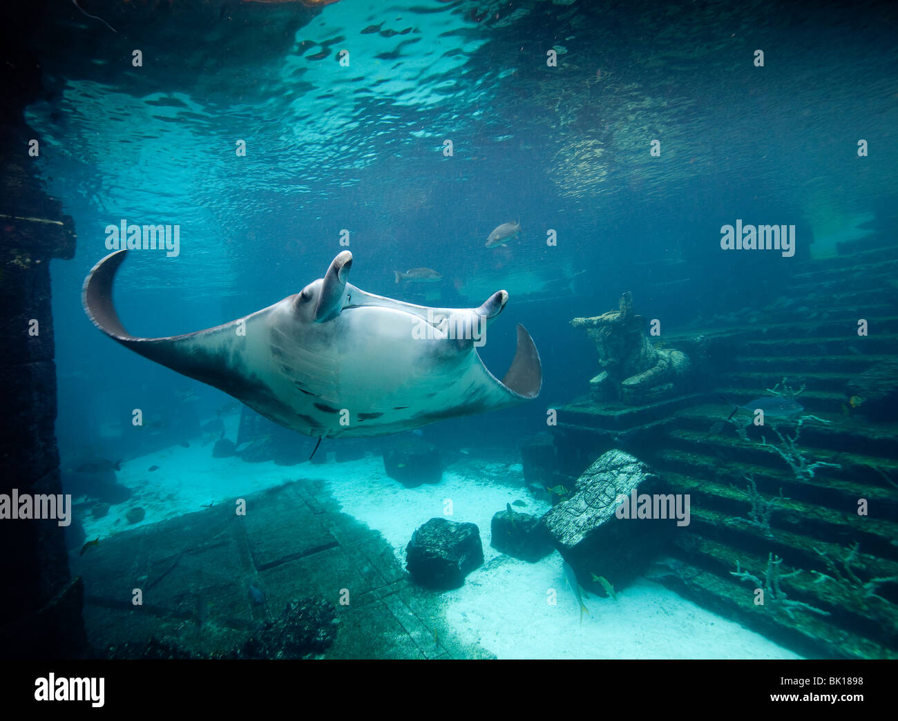 Manta ray  (Manta birostris) roams through the Ruins Lagoon at the Atlantis Resort in the Bahamas. Stock Photo