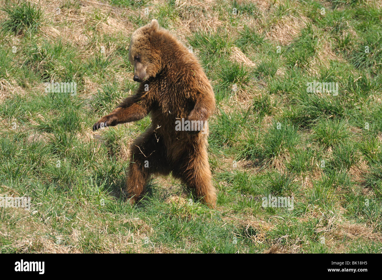 playing european brown bear Stock Photo