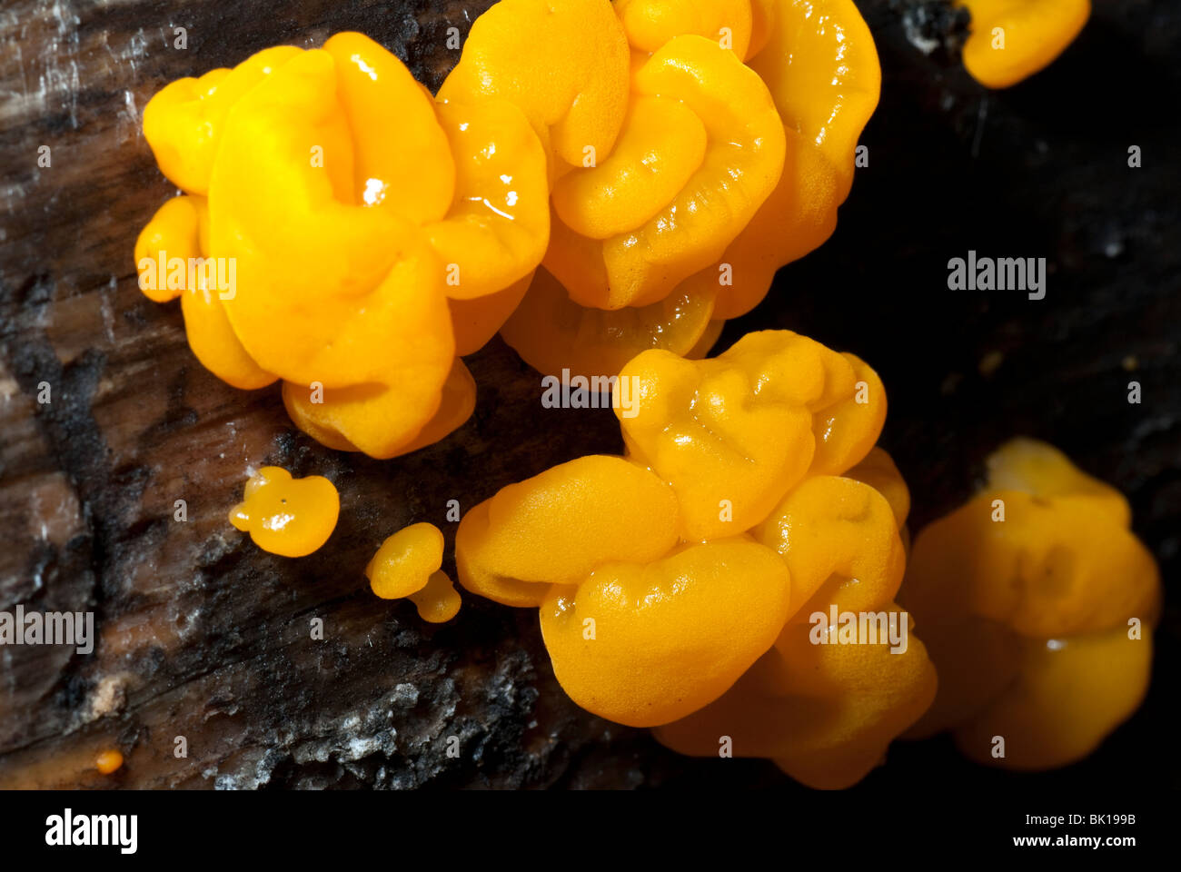 Cluster of Yellow Jelly Fungus growing on tree bark Stock Photo Alamy